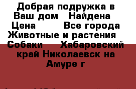 Добрая подружка,в Ваш дом!!!Найдена › Цена ­ 10 - Все города Животные и растения » Собаки   . Хабаровский край,Николаевск-на-Амуре г.